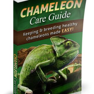 Chameleon Care Guide