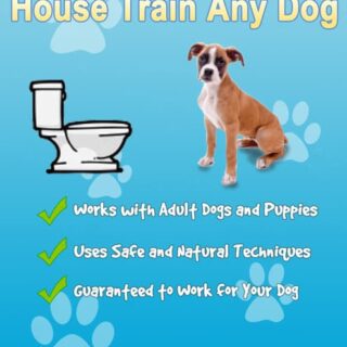 House Train Any Dog