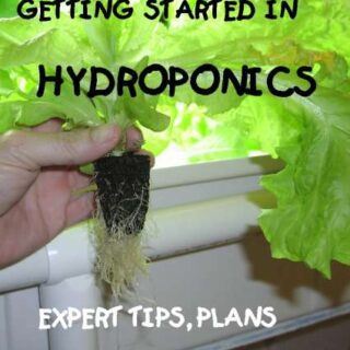 Getting Started In Hydroponics